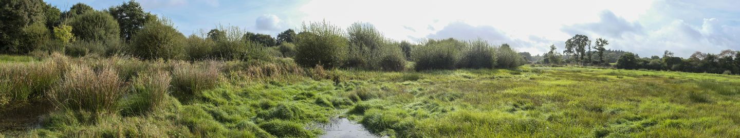 Marais Erdre_140