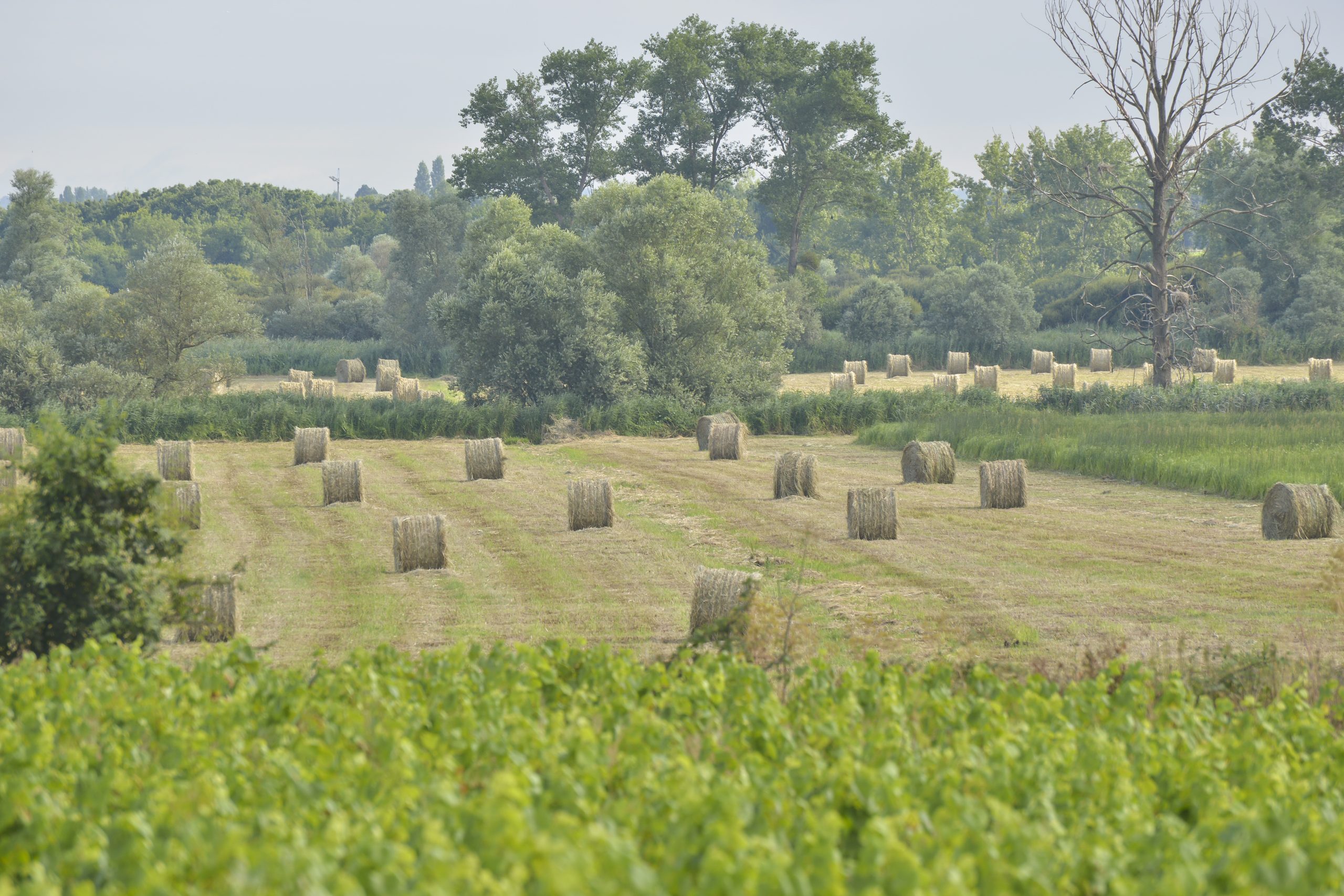 https://www.sage-estuaire-loire.org/wp-content/uploads/2020/07/Goulaine-9-scaled.jpg