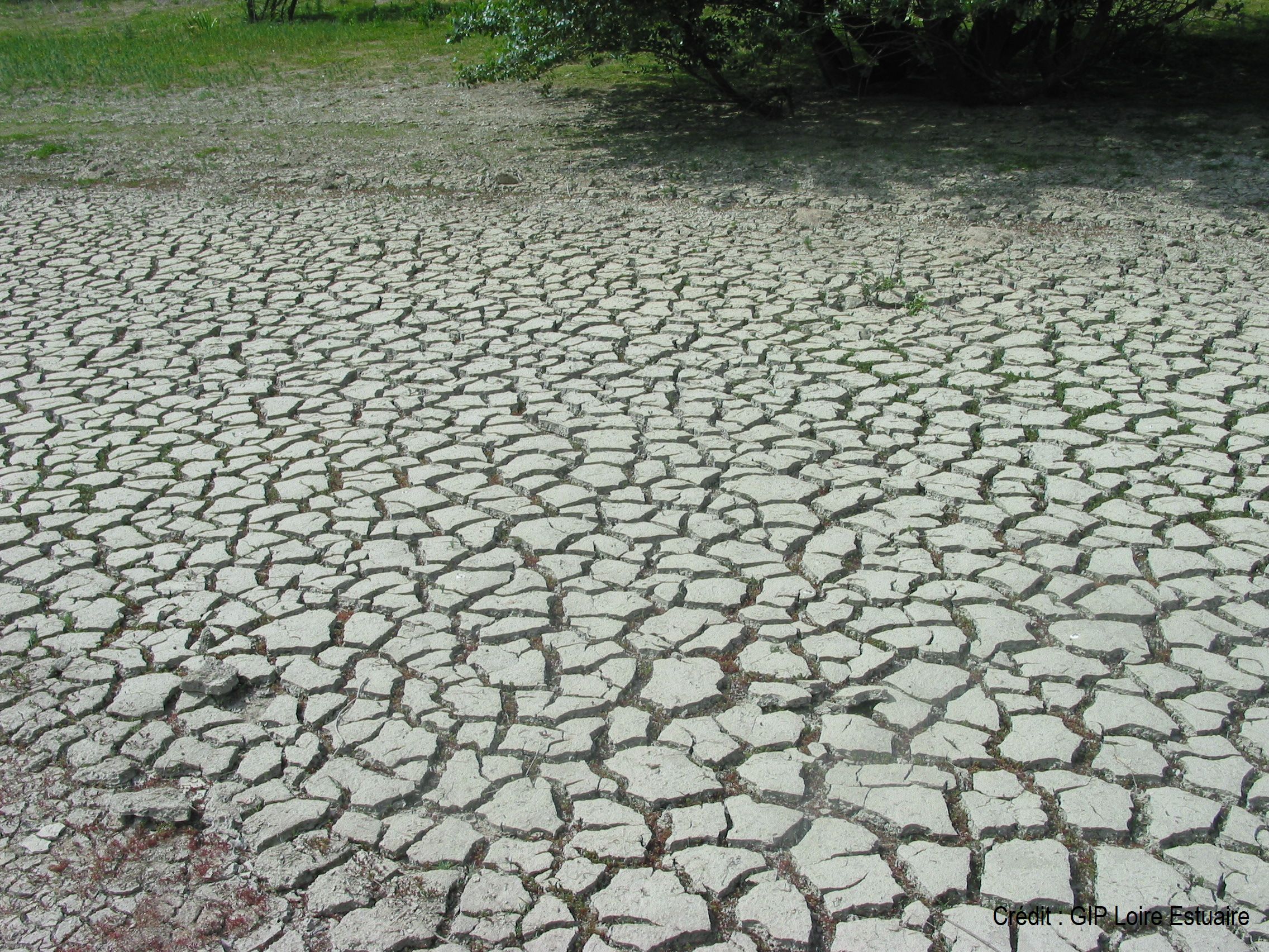 https://www.sage-estuaire-loire.org/wp-content/uploads/2020/08/IMG_0170_fentes-de-dessication-bras-ile-Delage.jpg